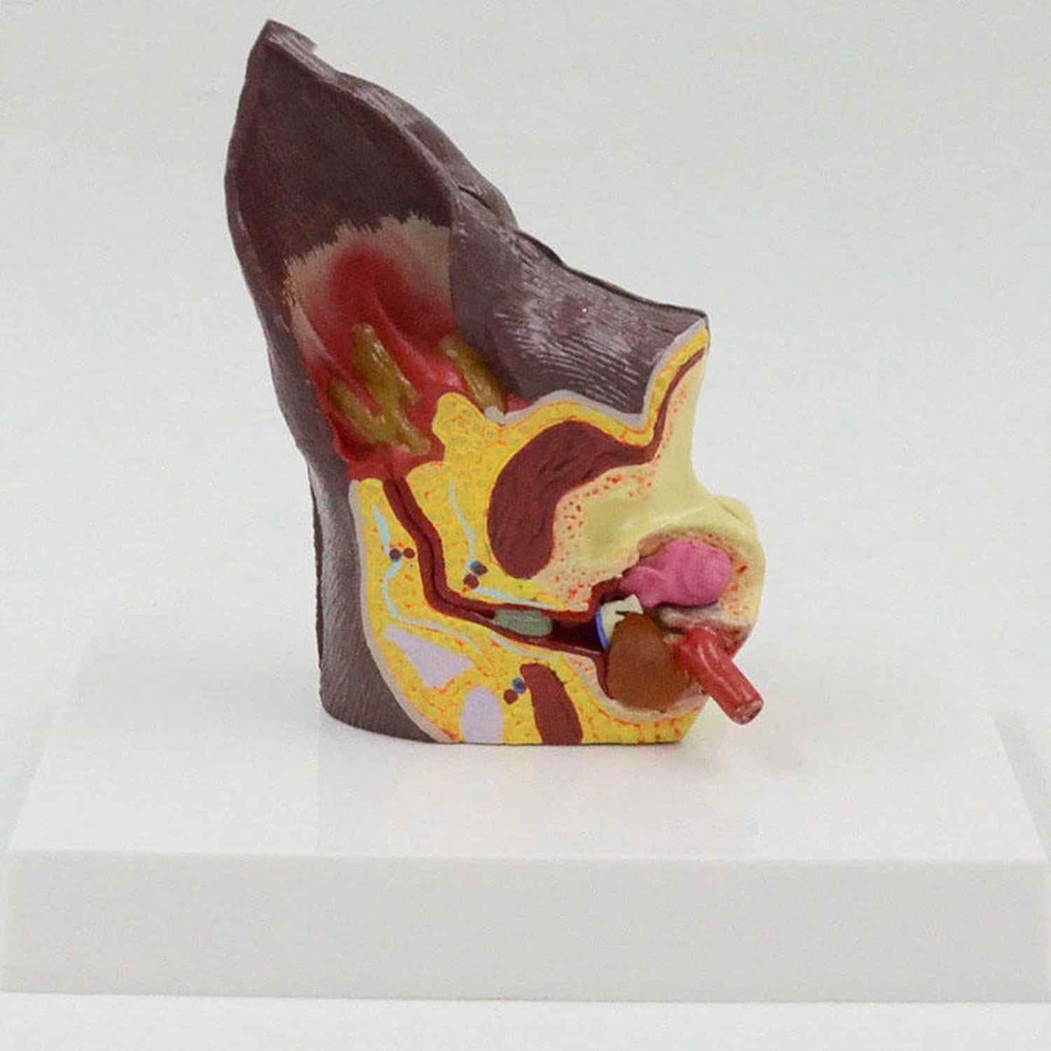 Modelo De Oreja Canina, Cuidado De La Salud Animal Modelo Anatómico De Oreja De Perro Canino, Modelo De 2 Caras Modelo De Oreja Canina Salud Normal Y Oído Patológico Infectado Equipo Veterinario