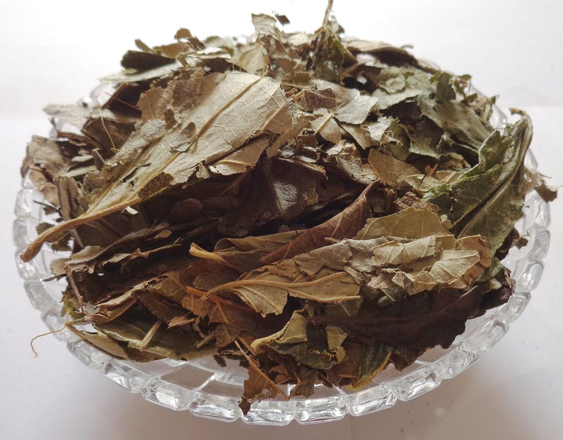 DIIX Harsingar Leaves-Parijat Patta-Raw Herbs-Nyctanthes Arbor-Tristis-Single Herbs-Jadi Booti_50 Gram