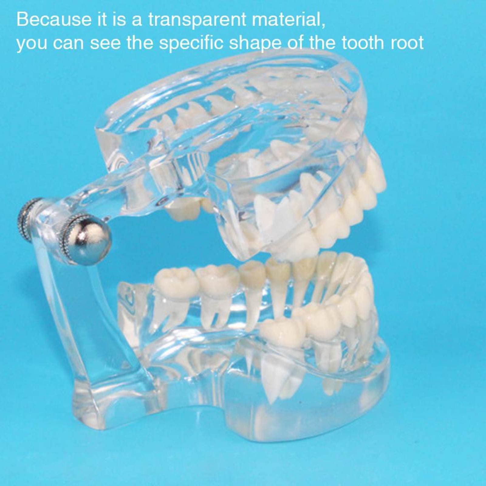 Amazon.co.jp: 歯の模型 透明なルートモデル 成人の標準歯模型マネキン
