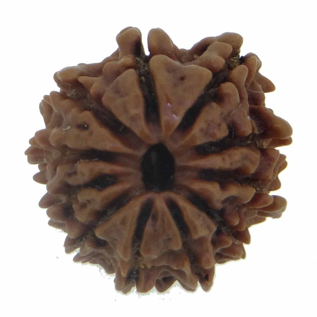 Arihant Gems & Jewels11 Mukhi Ekadash Rudraksha Seeds Loose Beads, Rudraksha Beads 100% Original & Certified Jewels (Elaeocarpus Ganitrus)