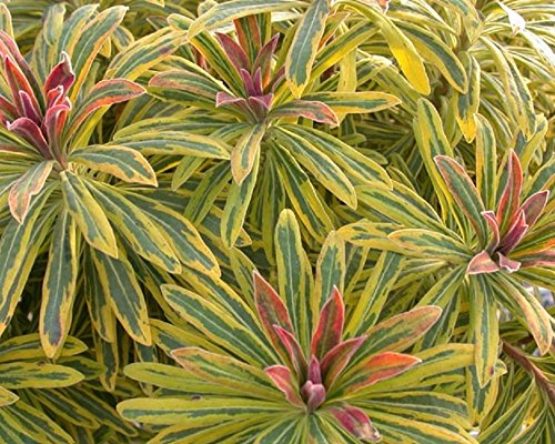 Euphorbia × Martini Ascot Rainbow Perennial Plug Plants Pack x6