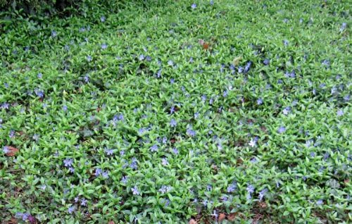 Amazon Co Jp ビンカ ミノール ヒメツルニチニチソウ 3号ポット28株セット 一平米分 Diy 工具 ガーデン