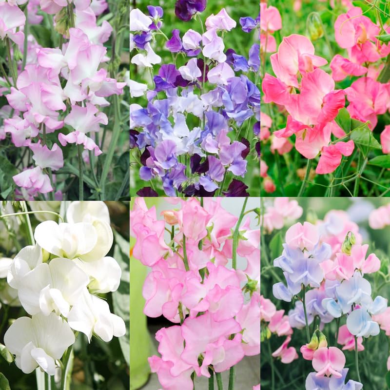 500+Mixed Sweet Pea Seeds for Planting Outdoors-Perennial Ornamental Flower Planting for Garden Container