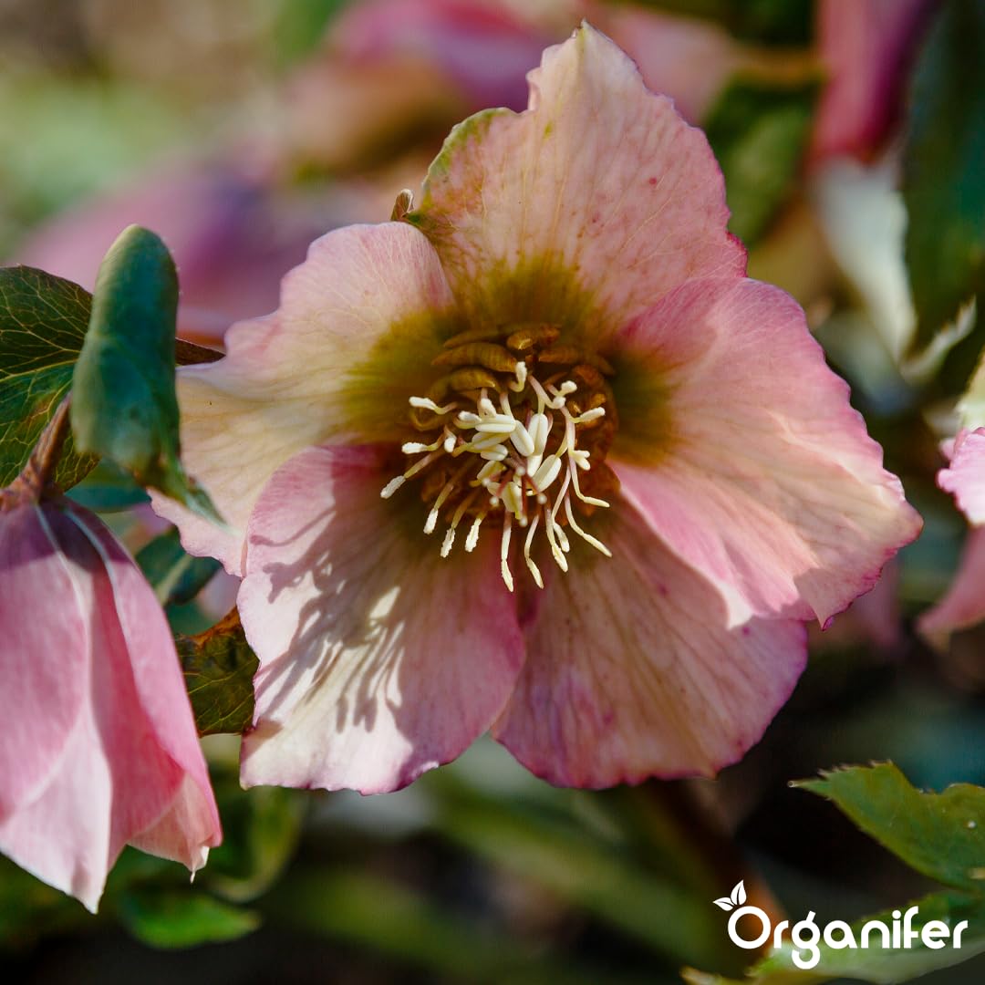 Fertilizante Líquido Para Rosa De Cuajada - 10L - NPK 3-4-3 | Hojas Sanas Y Floración Abundante - Organifer