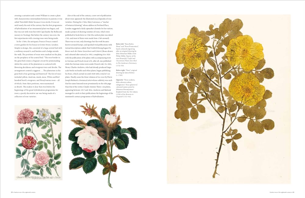 RHS The Rose: The history of the world's favourite flower in 40 roses