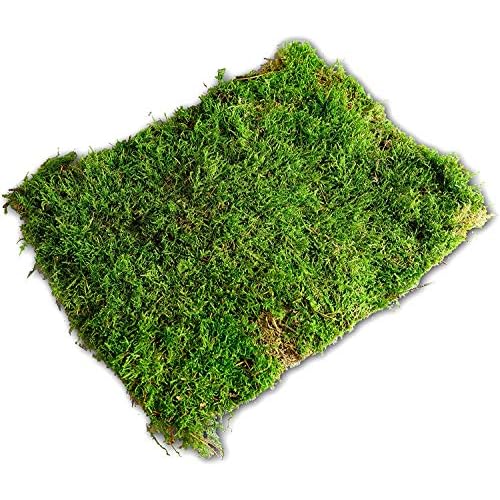 Flachmoos Moosmatte Moosplatte Plattenmoos Natur Deko Moos echtes Moss Osterdeko Frühlingsdeko Deko-Moos frisches Natur Moos