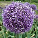 Plant World Seeds - Allium Aflatunense Seeds