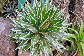 アガベ　インプレッサ PW公式オンラインストア / 【通常商品】アガベ インプレッサ インプ