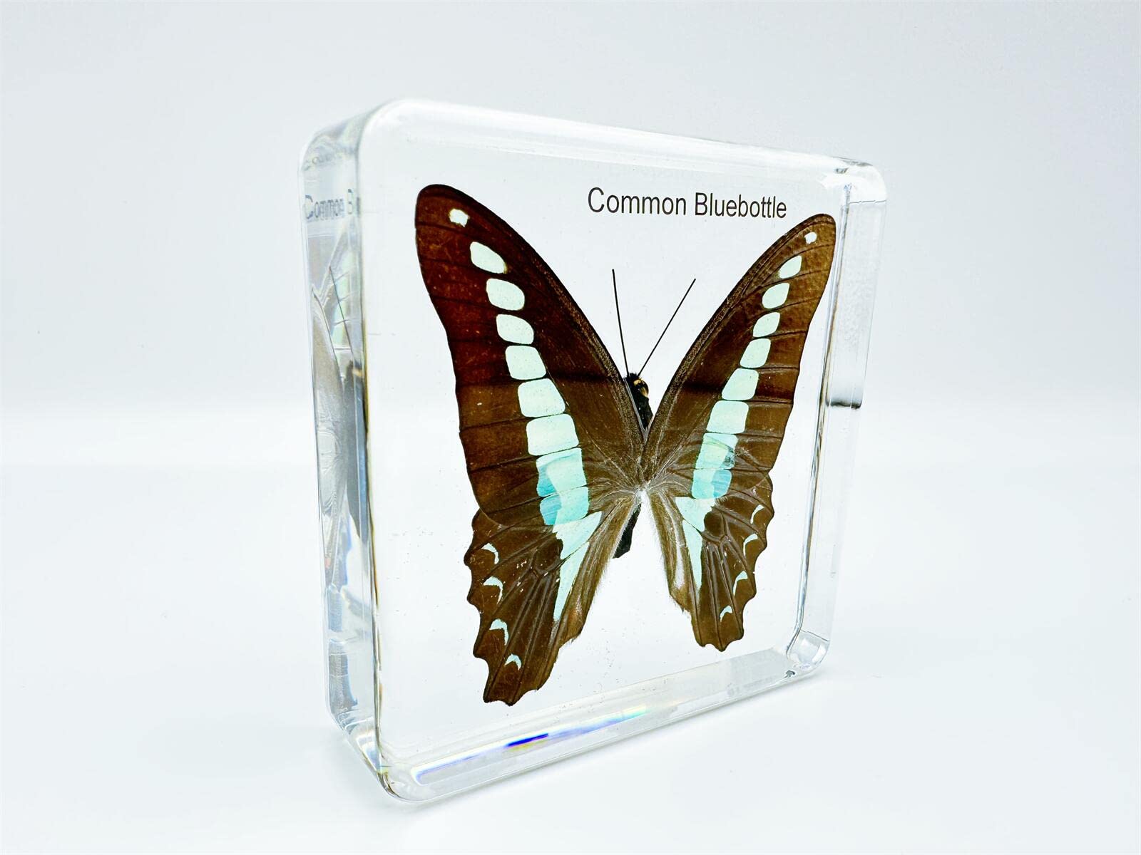 Aazon.co: Resin Insects, Insect Speciens(butterfly, Dragonfly... Aazon.co: Resin Insects, Insect Speciens(butterfly, Dragonfly...