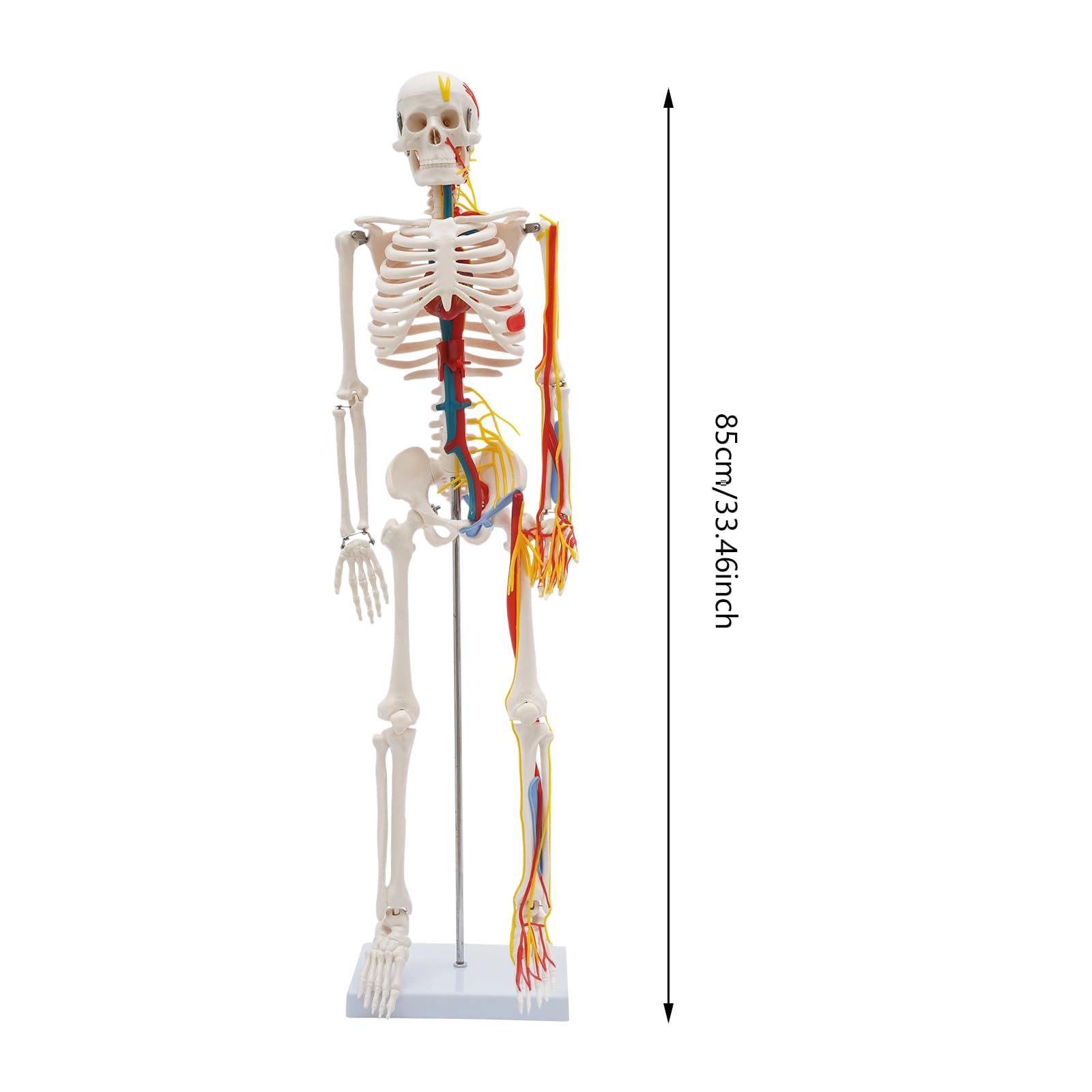 Modello scheletro anatomico, 85 cm, modello in PVC a grandezza naturale, per l'istruzione | Modello scheletro umano, materiale PVC di alta qualità, bianco, autoportante, maglie rimovibili, per lezioni e studi