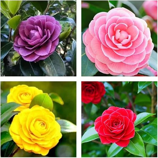 Pack of 4 Hybrid Multicolour Camellia Japonica Flowering Plant, Live Camellia Flower Tree, 1 to 2 Ft Tall, for Home Garden...