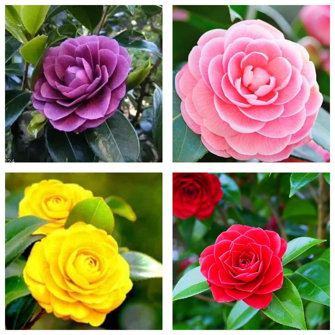 Pack of 4 Hybrid Multicolour Camellia Japonica Flowering Plant, Live Camellia Flower Tree, 1 to 2 Ft Tall, for Home Garden...