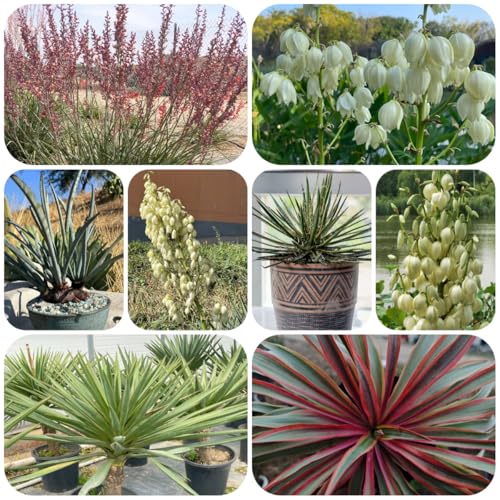 Semi di yucca palma giglio resistente semi, ombra palma yucca selvatici da balcone, decorazione del soggiorno balcone perenni resistenti arbusti 60pcs
