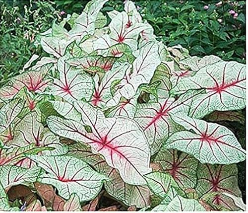 White Queen Caladium Bulbs- One Top Size Bulb - Elegant White and Green Foliage - Hardy in Zones 9-11 - Perfect for Gardens and Pots