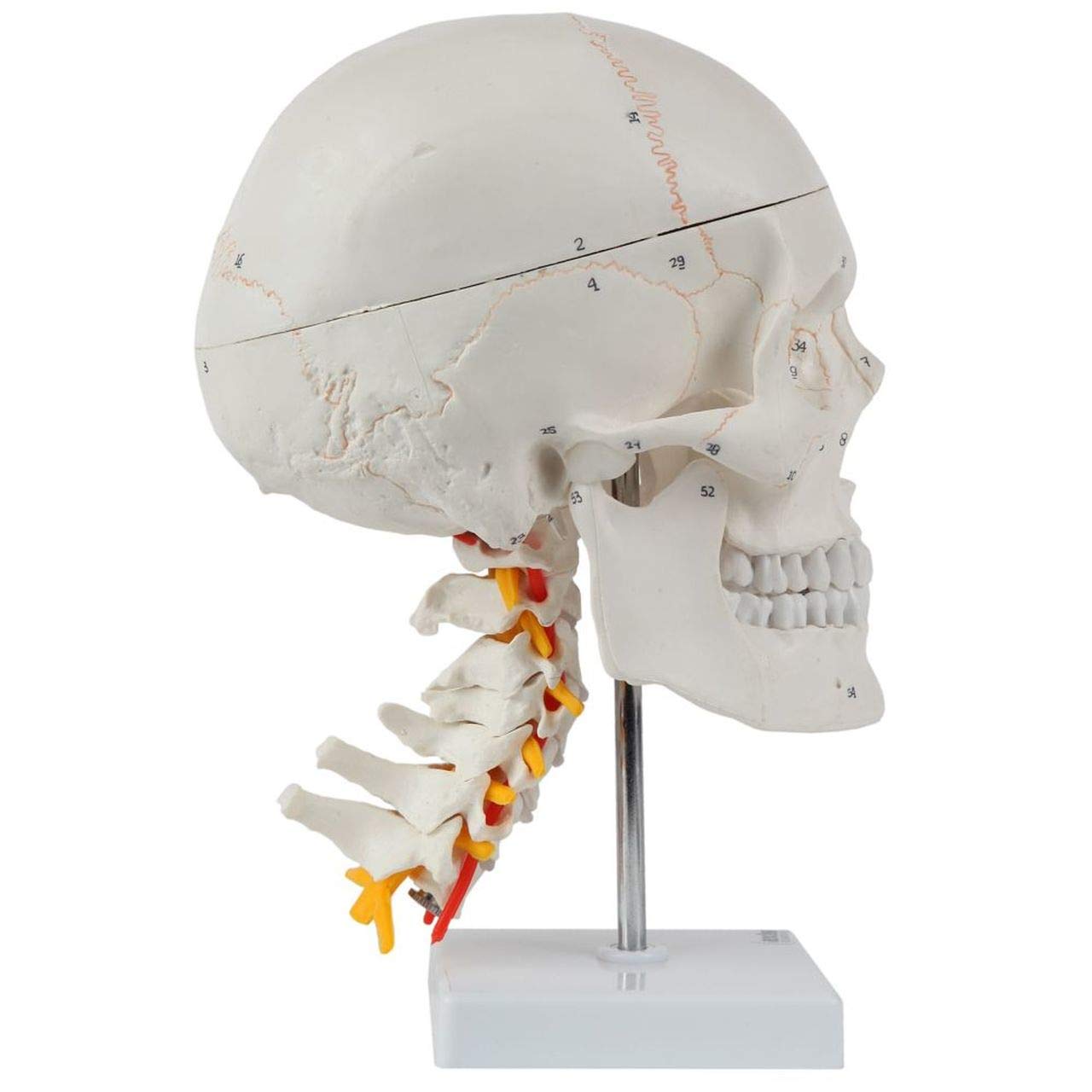 Axis Scientific 3 Part Human Skull and Cervical Vertebrae with 8 Part Brain - Human Realistic Skull Model, Removeable Calvaria Nerves Students Medical Professionals Professors Display