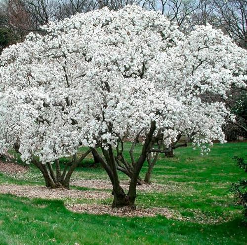 2 Star Magnolia Trees/Shrubs - 6-12" Tall Bushes - 4" Pots - Live Plants - Magnolia stellata