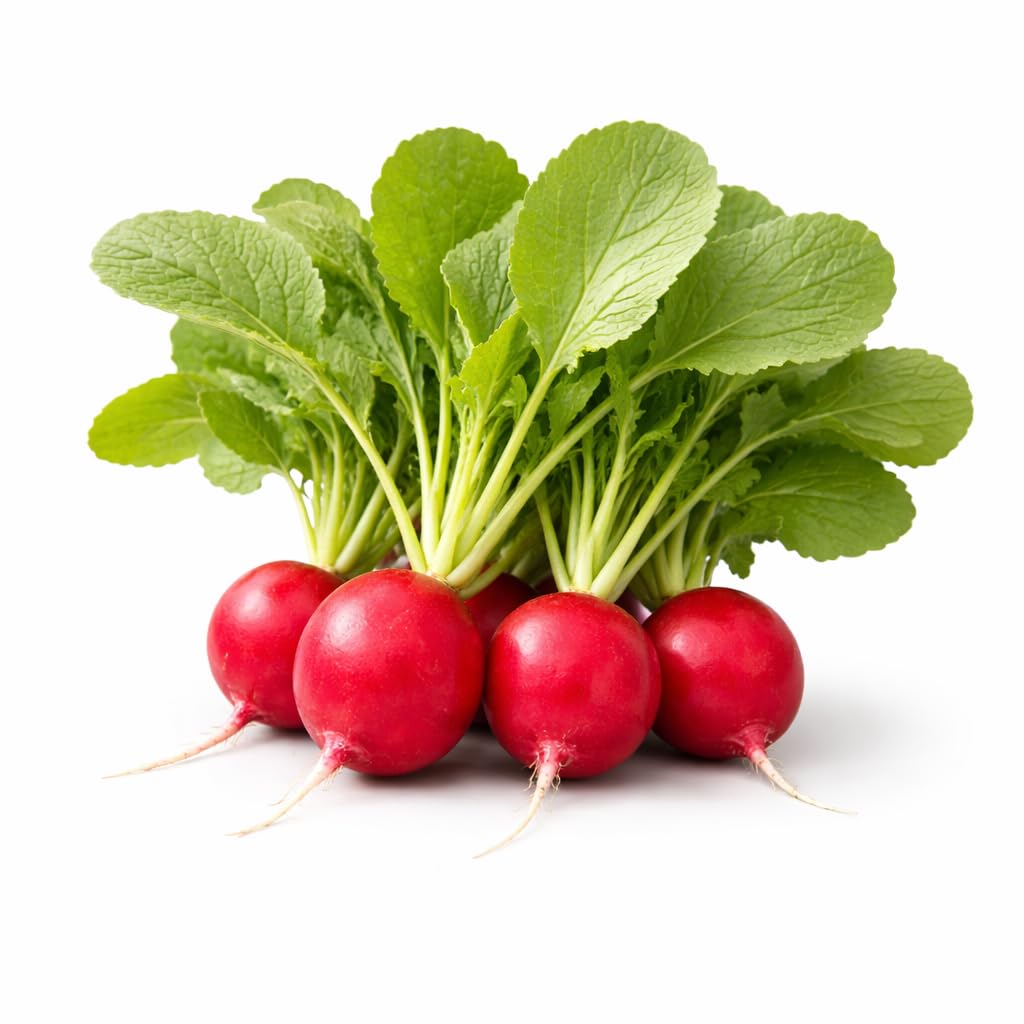 Radish Seeds, 500+ Cherry Belle, Heirloom, Non-GMO Seeds, Raphanus sativus.
