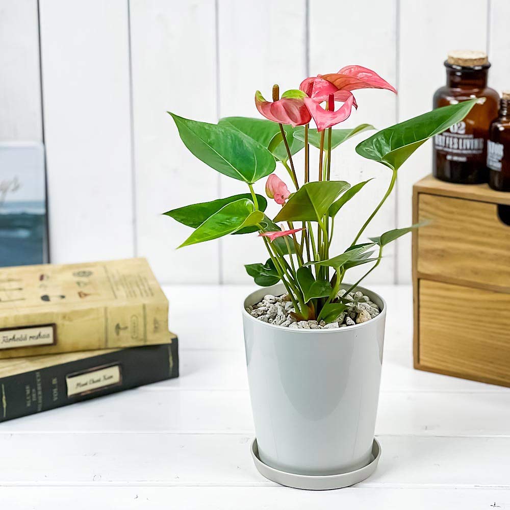Amazon｜PLANCHU 観葉植物 アンスリウム ピンク 4号鉢 受け皿付き 育て