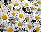 Mehrjährig, Höhe 40-70 cm. Magerwiesen-Margerite - Wilde Margerite - Chrysanthemum leucanthemum - Blume - 1000 Samen