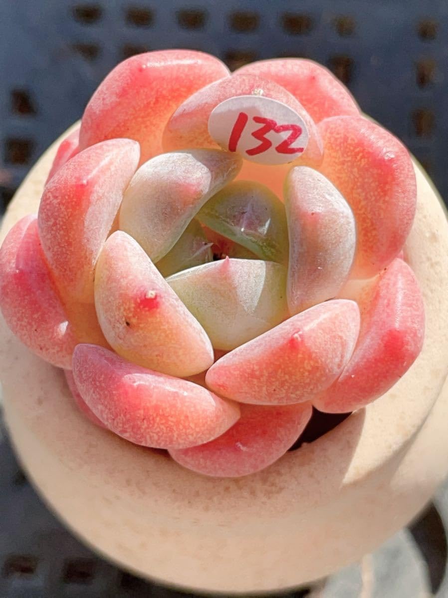 Amazon.co.jp: 第四種郵便 多肉植物 エケベリア アイスベビー : DIY