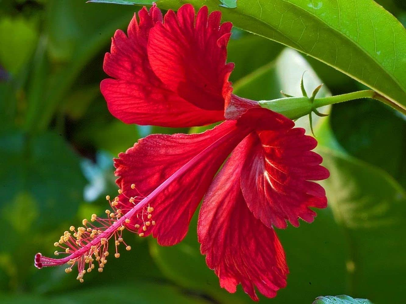 PLANTOGALLERY Hibiscus flower/Gudhail mix flower fresh flower seeds for home gardening (pack of 100 seeds) (B09B2M77BL) Amazon Price History, Amazon Price Tracker