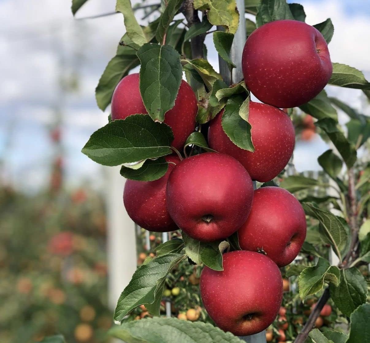 Sipra Enterprise Apple Plant (Anna) Grafted Live Plant Original Variety Especially Hot/Warm Climate