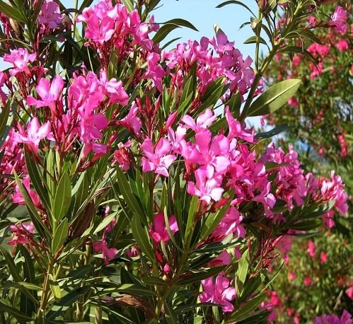 45pieces Pink Oleander Flower Seeds