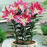 Lirio para poner en la maceta, una vistosa planta floral que embellece cualquier lugar.