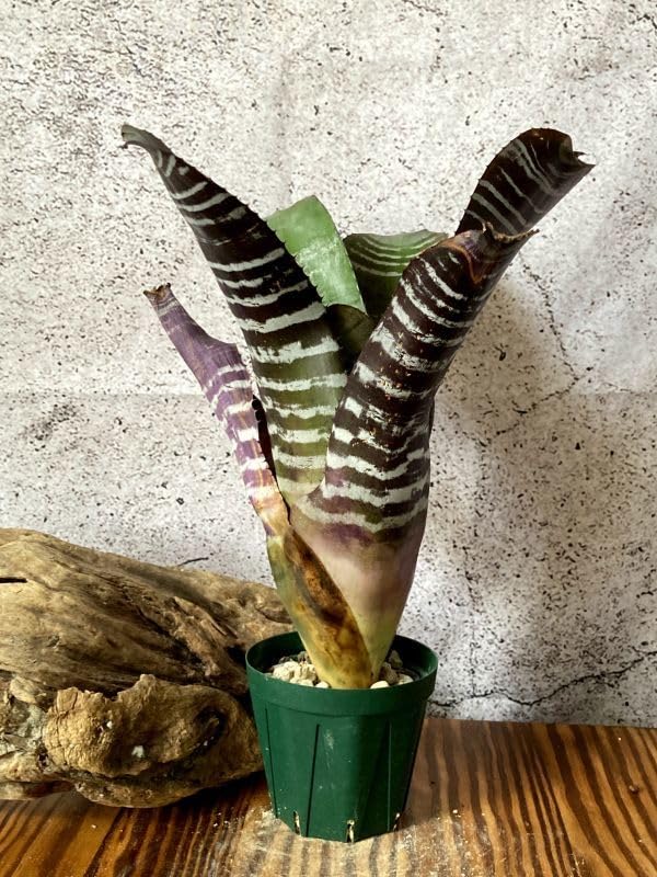 輸入直後!! Mサイズ ▽Aechmea Chantinii Black Ebony▽ D94 エクメア