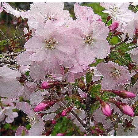 Amazon 桜 サクラ 苗木 陽光 ヨウコウ 花