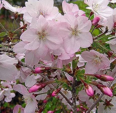 Amazon 桜 サクラ 苗木 御殿場桜 ゴテンバザクラ 花