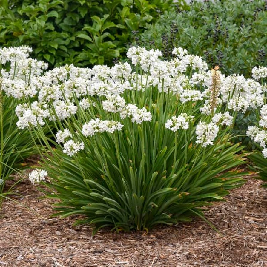 Amazon.com : Votaniki Agapanthus Galaxy White #1 Bare Root for
