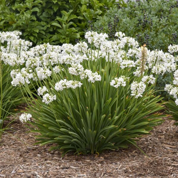 Amazon.com : Votaniki Agapanthus Galaxy White #1 Bare Root