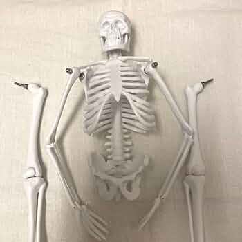 精密　人体模型　折り畳み式　45cm　人体の見える化　解剖学の勉強にも♪ Amazon.co.jp: 精密 人体模型 折り畳み式 45cm 人体の見える化