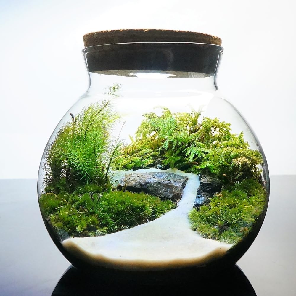 Amazon.co.jp: 【苔庵介る】 苔テラリウム 完成品 LEDライト蓋付ボトル