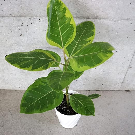 Amazon Co Jp フィカス アルテシーマゴムの木 5号鉢 品種で選べる観葉植物 リビングやオフィス向きサイズ 1個売り 学名 Ficus Altissima クワ科フィカス属 原生地 インド 東南アジア 5号鉢仕立ての 場所を取らないコンパクトサイズです 初心者にも育てやすい