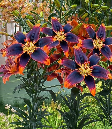 CSL sunrise Garten Lilie Forever Susan, 10x Zwiebeln, Lilium Asiaticum, winterharte und mehrjährige Lilie, Lilienzwiebeln, Blumenzwiebeln, bienenfreundlich, schmetterlingsfreundlich – Bild 3