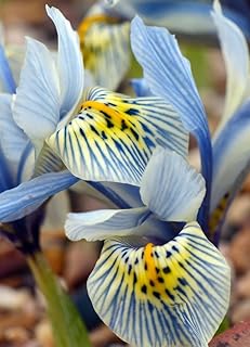 IRIS Histroides Katharine Hodgkin Bulbs x50 -Spring Flowering Garden Bulbs Indoor Outdoor Plants-Garden Spring Flowering Plants Bulbs, Ready for Planting Now
