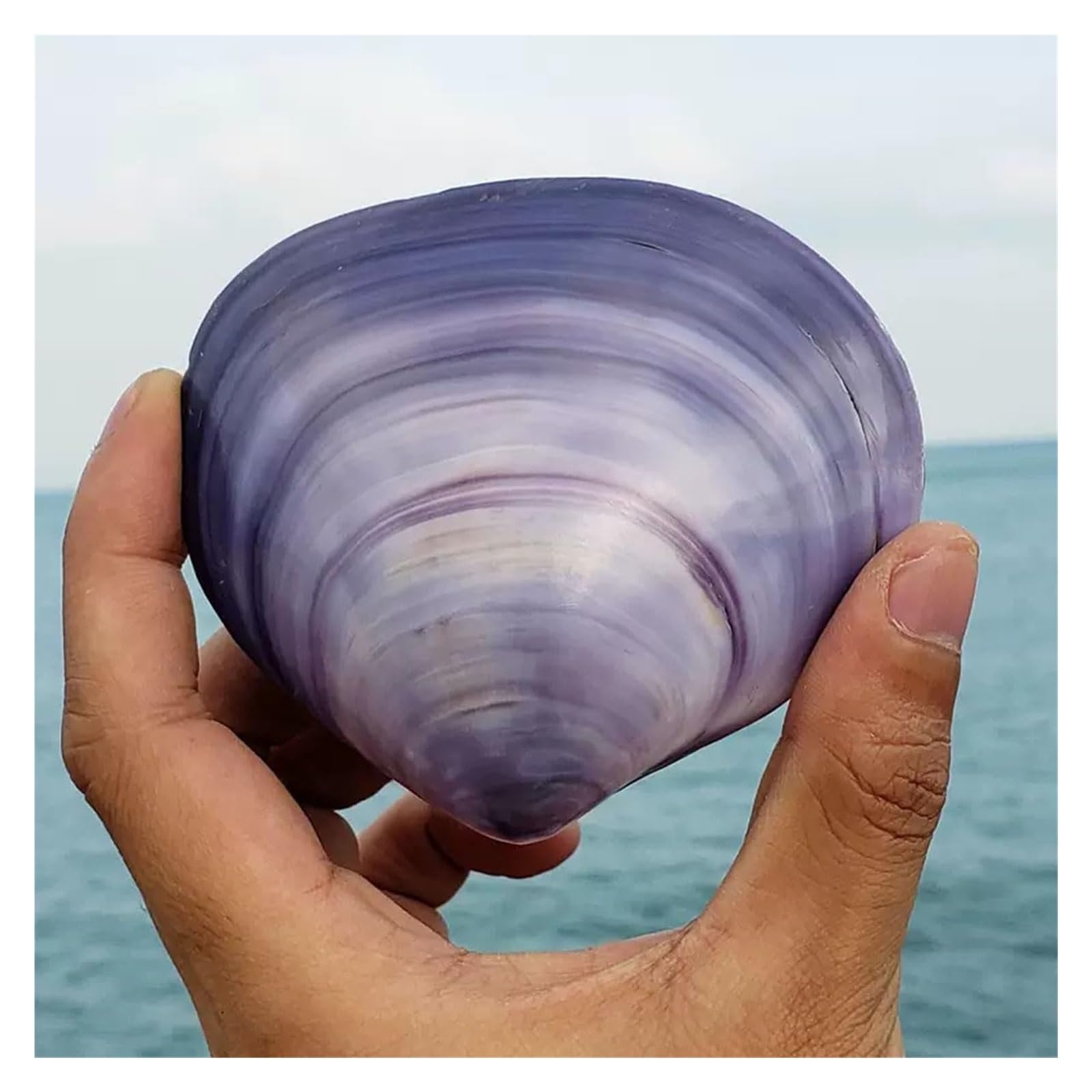 Grandi Conchiglie Marine, Conchiglia Naturale, 7-9 cm for Decorazioni for Matrimoni, Feste a Tema Spiaggia, Decorazioni for la casa, Artigianato Fai da Te, acquari e Collezionisti di Conchiglie