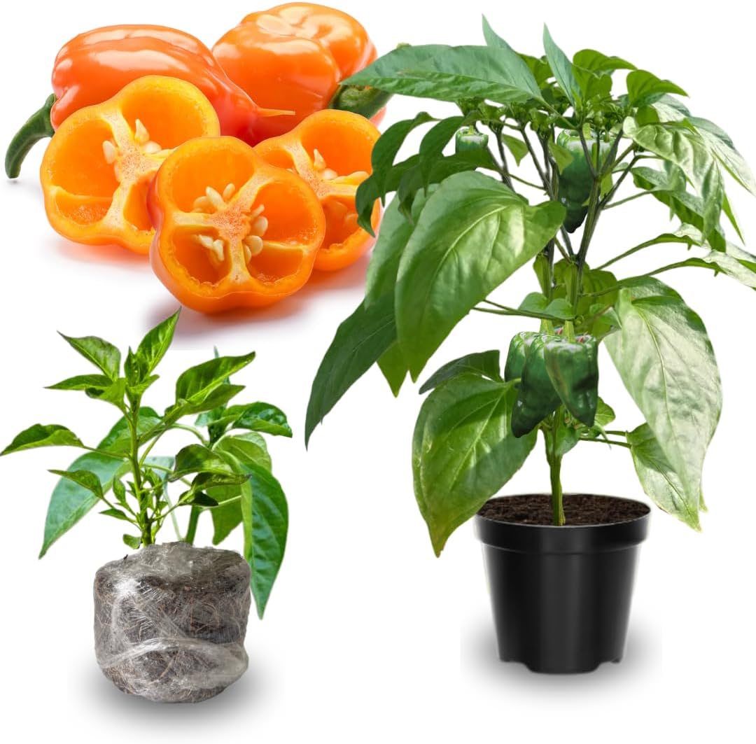 Set 6 Hot Pepper Live Plants, 90 Days Old Live Pepper Chili Plant for Spring Planting (Habanero Orange)