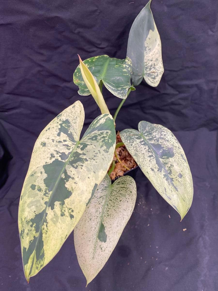フィロデンドロン イラセマニー 極美斑 親株　斑入り Philodendron Amazon.co.jp: フィロデンドロン イラセマニー 斑入り 極美斑 親株