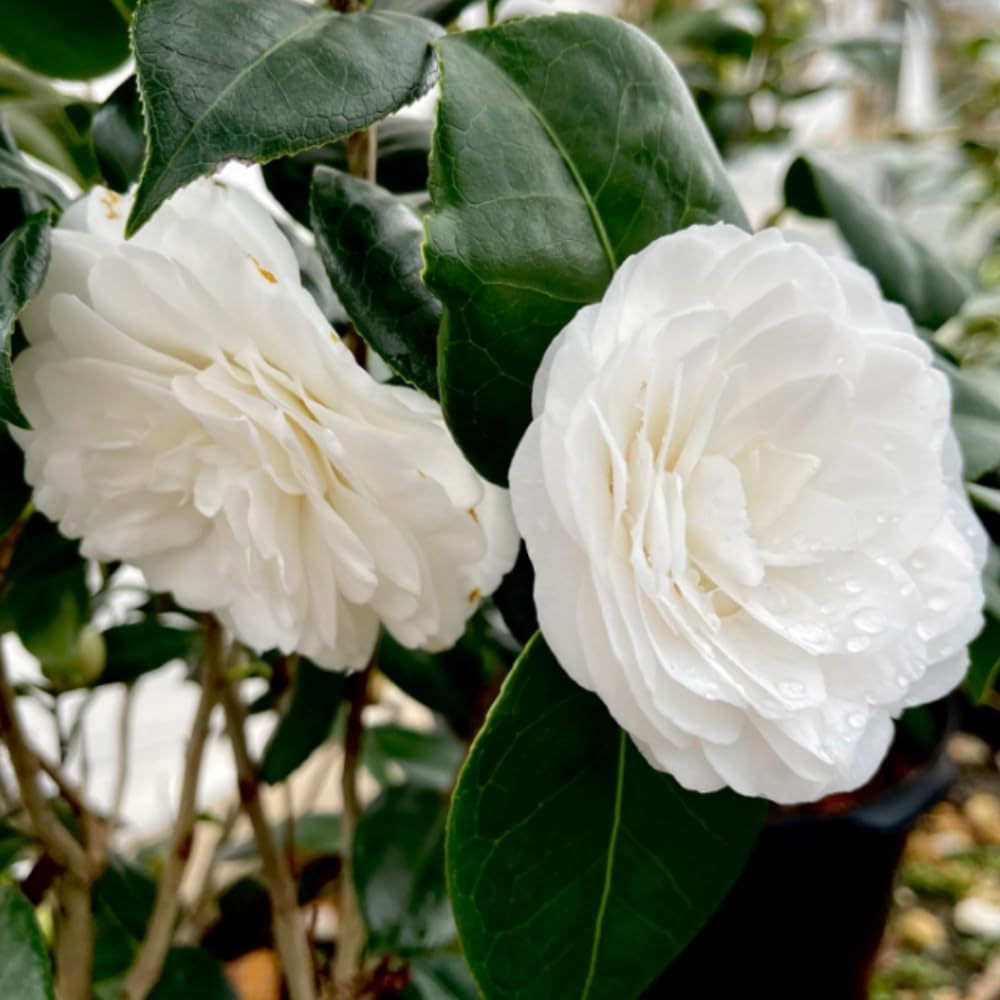 DIARAA Camellia October Magic Flower Live Tree (Height 2-2.5 Feet) Hybrid - Flower After One Year Rare (Queen Of Winter) Healthy 1 Live Flower Plant in Grow Bag (B0CQVHJG7V) Amazon Price History, Amazon Price Tracker