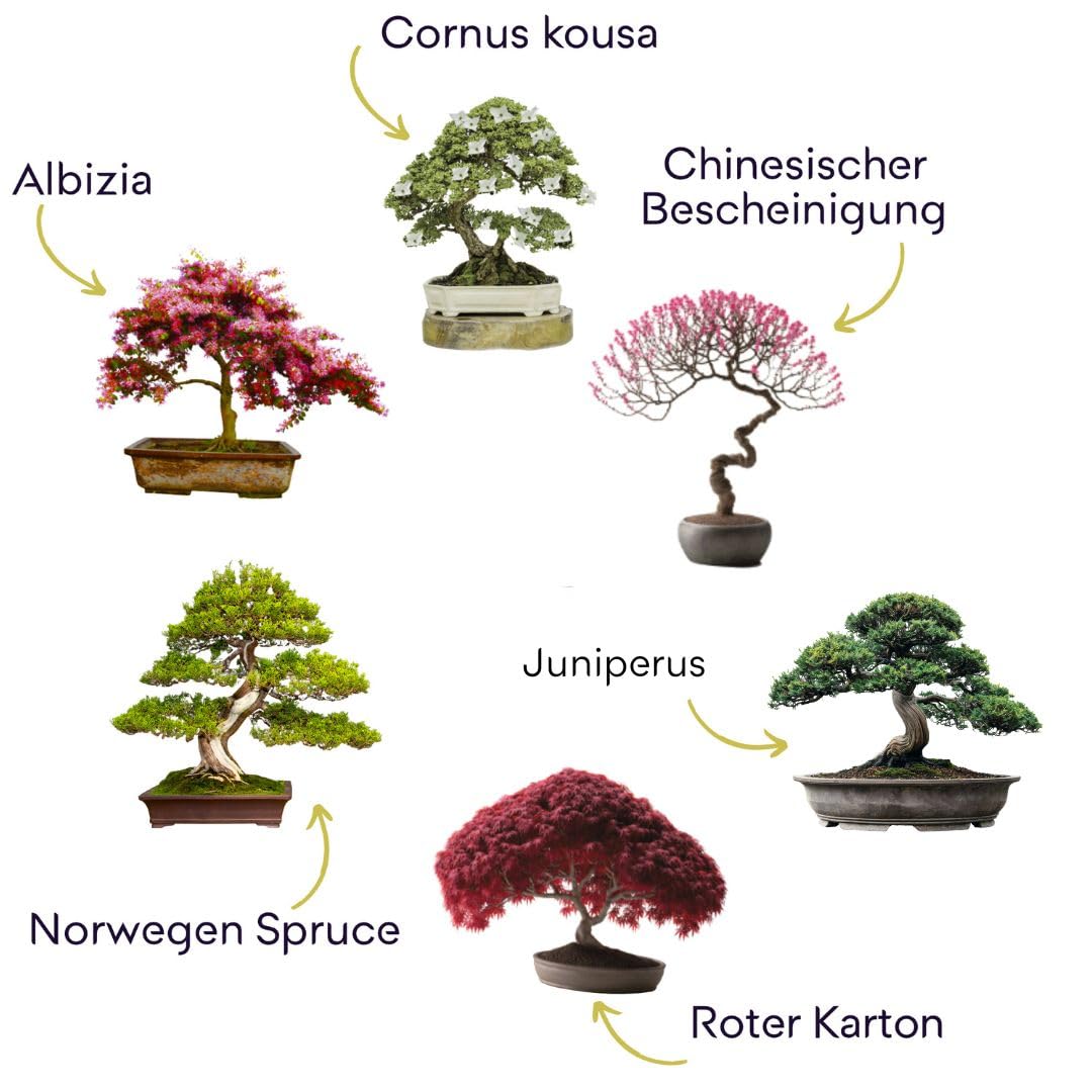 CULTIVEA Bonsai-Set Premium Pflanzfertig - Gärtnern und Dekorieren - Natürliche Bonsai- und Pflanzenpflege - Draht, Dünger, Werkzeuge, Rundschere, Kleine Bonsaischere - Originelle Geschenkidee