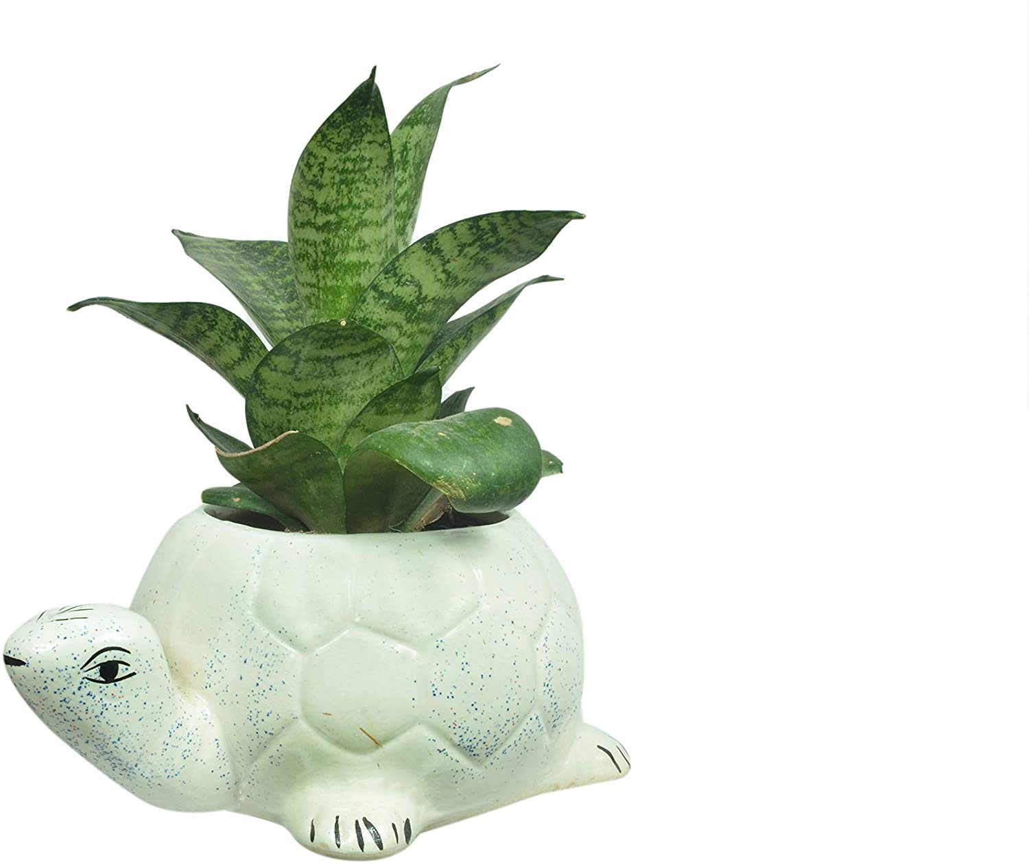 See full amazon price history chart for luminescence Tortoise Shaped Ceramic Indoor Flower Pot Planter Indoor Outdoor Planter Handicraft Plant Container Set (Ceramic) White Colour Size (23 x 15 x 10) cm Pack of 1 luminescence Tortoise Shaped Ceramic Indoor Flower Pot Planter Indoor Outdoor Planter Handicraft Plant Container Set (Ceramic) White Colour Size (23 x 15 x 10) cm Pack of 1 (B09JQ4V51K) Amazon Price History, Amazon Price Tracker