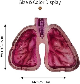 Amazon.co.jp: Zxfdsfdbnm ユニークな肺型灰皿 掃除が簡単 アート愛好
