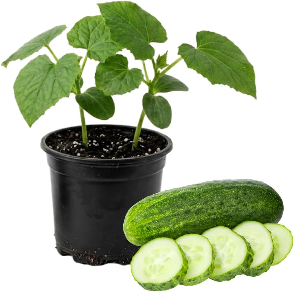 Marketmore Cucumber Plants in 4 Inch Pot, 2 Plants per Pot, 4-6" Tall Cucumber Plants Live for Planting Outdoor