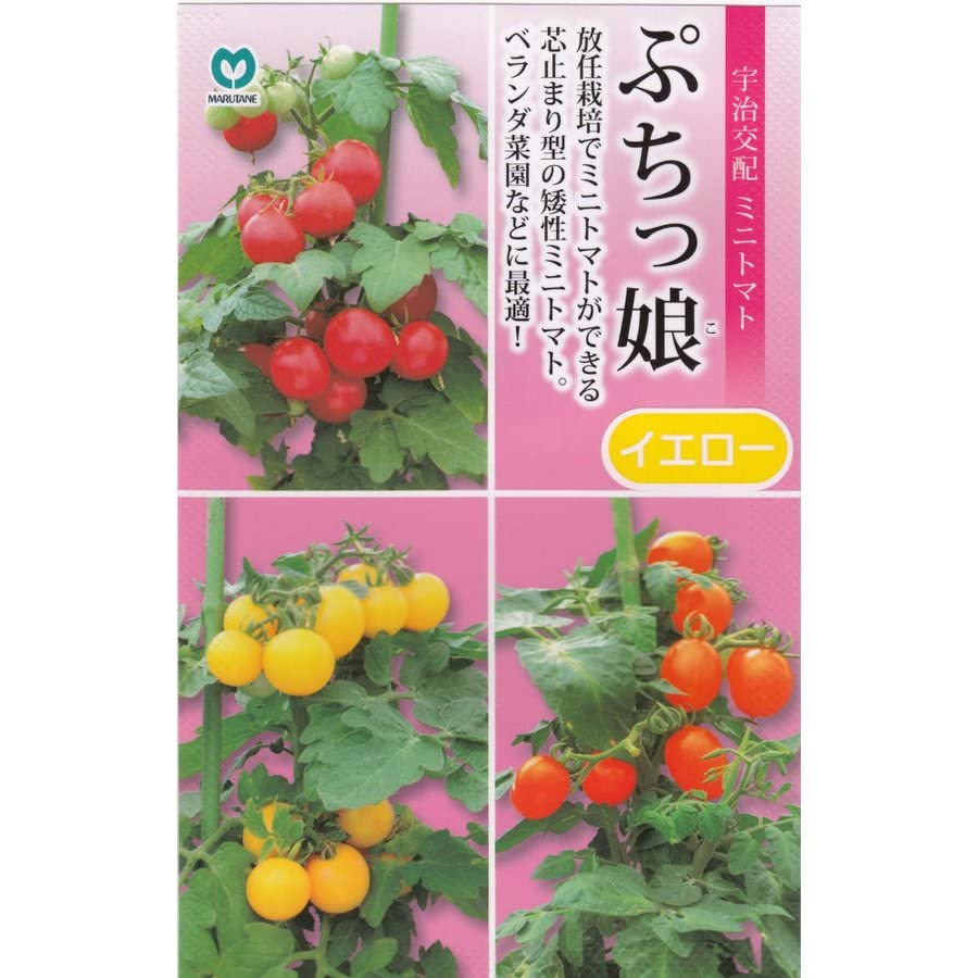 プチトマト様 Amazon.co.jp: ミニトマトの苗 プチぷよ 黄色実 9～10.5cmポット