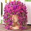 Purple+fuchsia