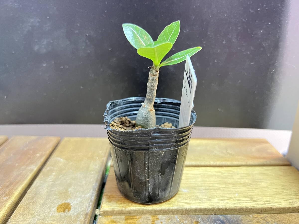 油彩画 アデニウム 油彩画 アデニウム 油彩画 アデニウム