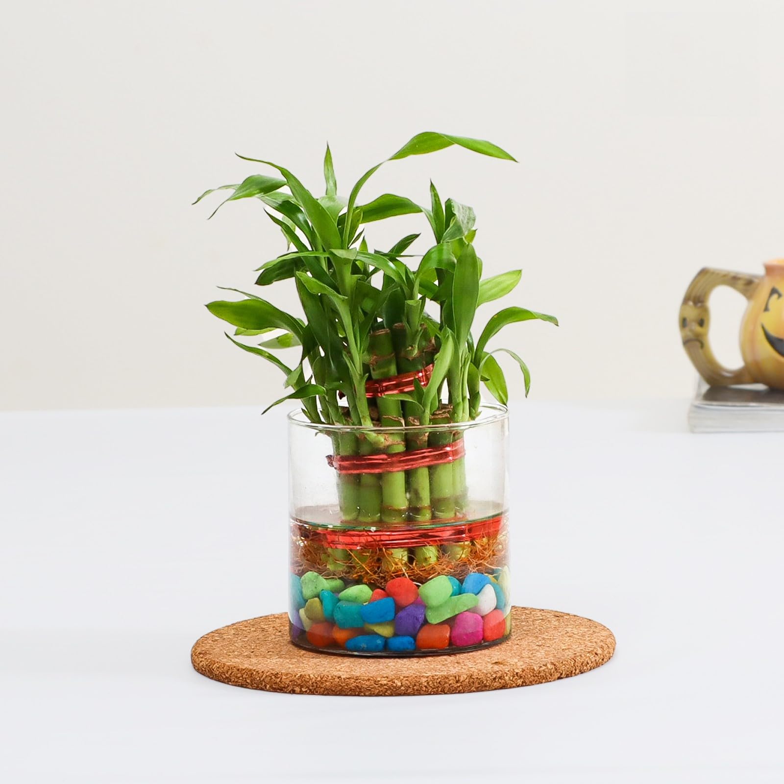 Flora Dlite 2 Layer Lucky Bamboo Plant in Plant Pots & Pebbles Ideal Indoor Live Plants for Living Room, Plant pots for Home Decor pack of 1 (B0D3FJZZDL) Amazon Price History, Amazon Price Tracker